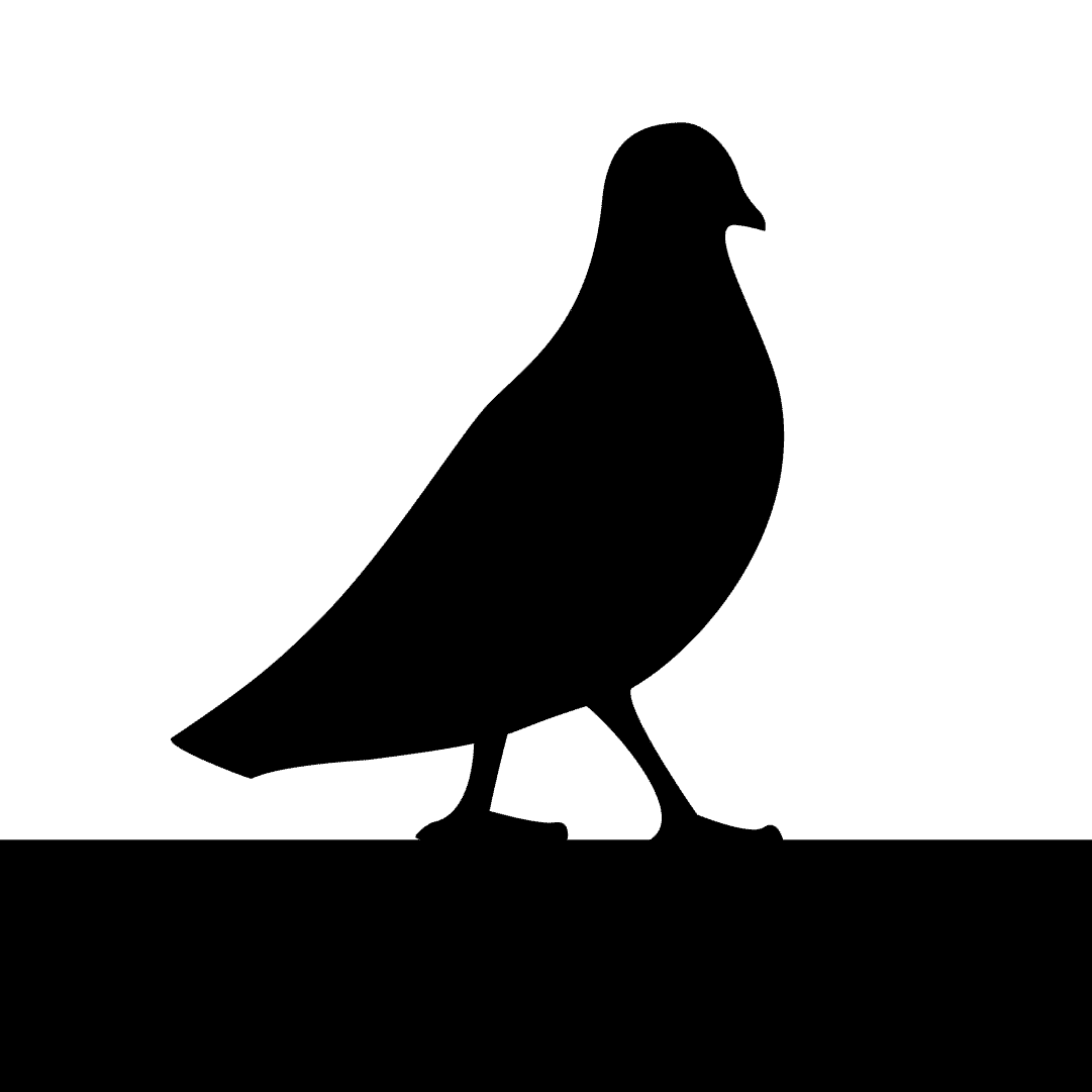 pigeonwalk-4-gif